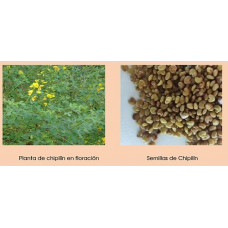 SEMILLAS CHIPILIN 
